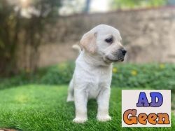 used Labrador puppies for sale for sale 
